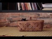 M4A音乐转换器(Bigasoft M4A Converter)