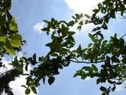 鼎盛棋牌app安卓版二维码