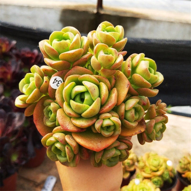 河南汽车维修平台APP