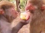 wm recorder汉化版