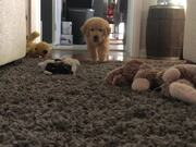 乐鱼体育appV7.9专业版