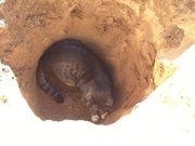 米兰网登录V7.1专业版