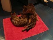 太阳网城appV9.8专业版