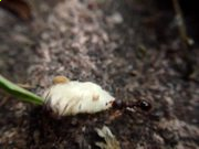 多多28appV5.9专业版