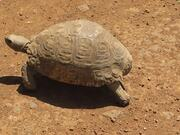 斗鱼app安卓版二维码