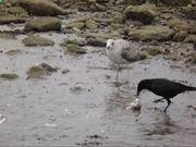 澳门真人appV7.2专业版