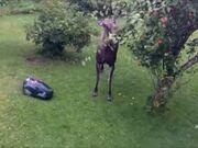 秦时明月卡牌版