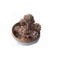 开云kaiyun体育app赛事直播功能2025最新版雨天赛道竞速画面