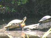 大红鹰彩票V7.9专业版