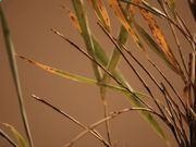 星耀国际appV8.9专业版