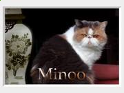 金鲨银鲨app最新版科技树与建筑界面