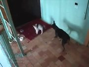 daemonesque英文字体