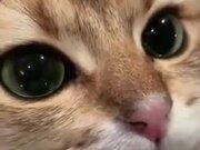 阿了个喵qq动态表情包