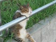 澳门天天开彩appV8.5专业版