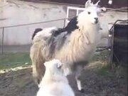 9.9999appV2.7专业版