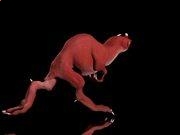 欢乐国际app安卓版二维码