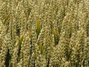 唯捷城配司机端