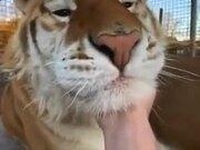 开云体验app官方下载V7.9专业版