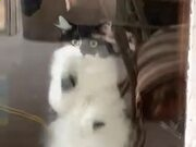 arcsoft perfect365绿色修改版