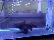 oboapp最新版宠物融合进化过程展示