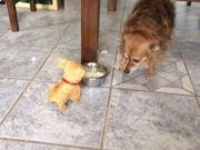 福昕pdf阅读器电脑版免安装(foxit reader)