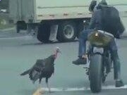 龙门pc加拿大在线预测