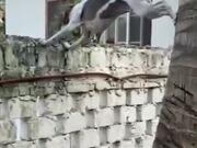 sunbetappV1.3专业版