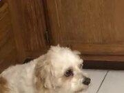 鼎盛彩票app安卓版二维码