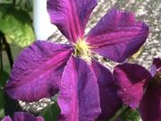 文鼎大标宋简体