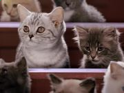 九五至尊棋牌安卓版二维码