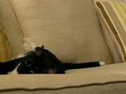 可爱版蛇蛇大作战手机版