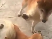 河南汽车维修平台APP