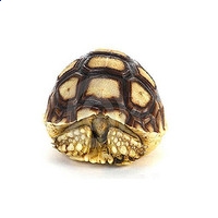 福盈app安卓版二维码