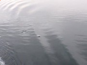 开云app苹果版官网入口