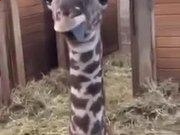 亚博/YaboappV3.8专业版