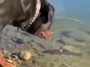 炎之轨迹电脑版