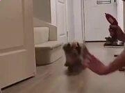 愤怒的小鸟季节版