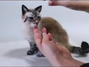 电网运行准则2015 pdf