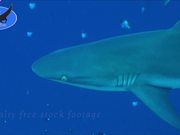 大发棋牌appV7.9专业版