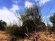 tftp精简前端(TftpServer)