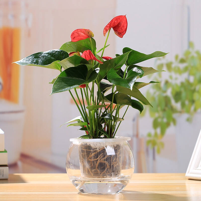 皇冠新现金网app官网2025版雪景球关卡精美画面