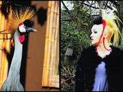 variedrop 1.4(超强图片转换器)