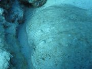 球盟会在线官网V1.9专业版