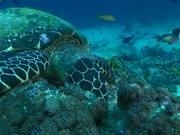 leyu乐鱼棋牌登录安卓版二维码