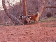 易记桌面单词通