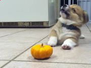 云开体育app入口下载官网V8.8专业版