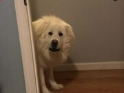 开云app官方体育app注册安卓版二维码