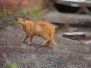 澳门六合彩app2025版多车混战场景