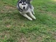 KOK体育appV9.9专业版