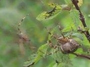 驱动精灵2014绿色版